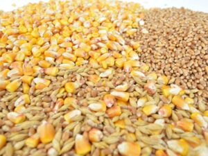 Kukuruz i pšenica