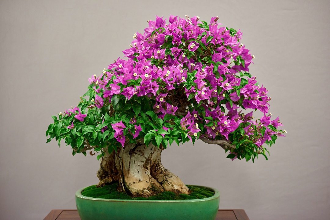 Bonsai drvo