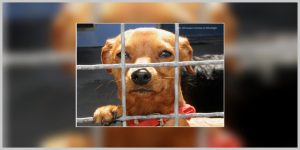 Rekordno napuštanje kućnih ljubimaca u Austriji: Državni nameti guše vlasnike