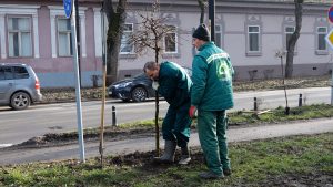 (ВИДЕО) Зеленије лице града: Почела нова акција садње стабала