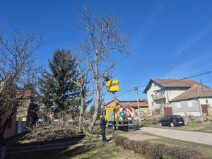 Orezivanje stabala u Crvenki radi zaštite elektromreže