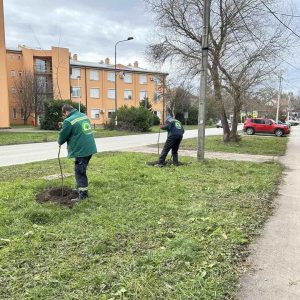 (FOTO) Nova stabla i sadnice širom grada – „Zelenilo“ nastavlja akciju sadnje