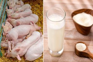 Нове одлуке Министарства: Без прелевмана на прасад за тов, а стиже намет за млеко у праху