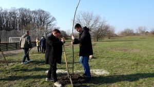 (ВИДЕО+ФОТО) Град Сомбор наставља озелењавање – посађено на стотине садница