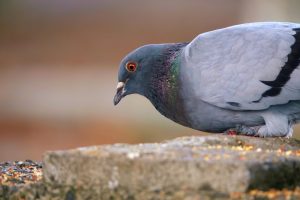 Берза ситних животиња у Кули 19. априла