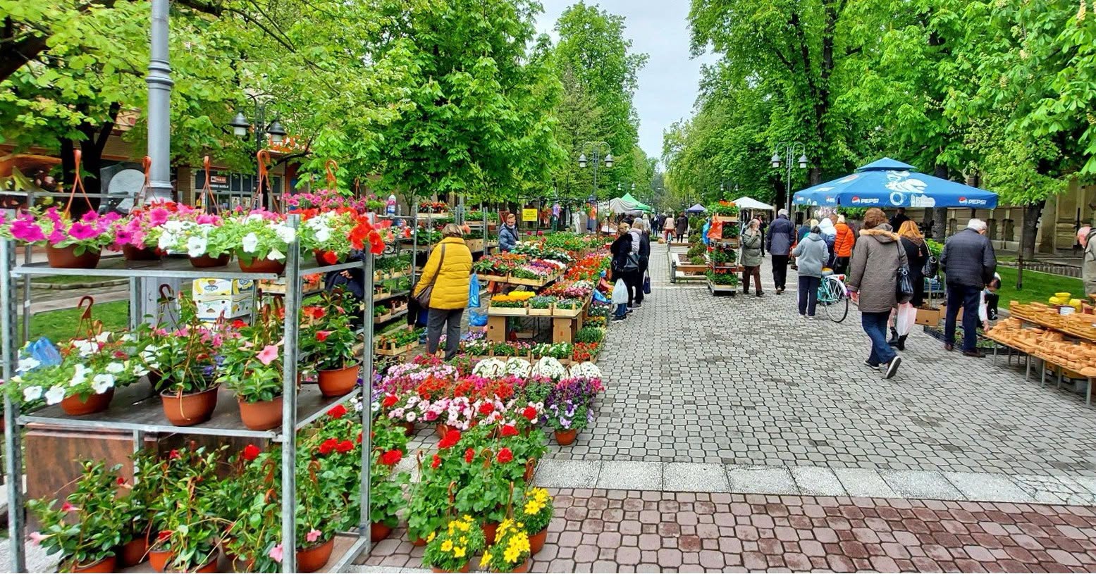 У току пријаве за излагаче на Јесењој цветној пијаци у Апатину