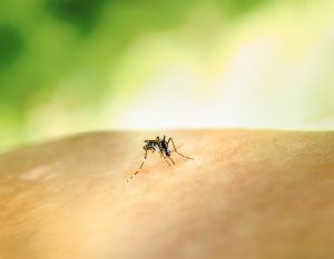 Нови случајеви грознице Западног Нила у Србији, укупно 18 случајева