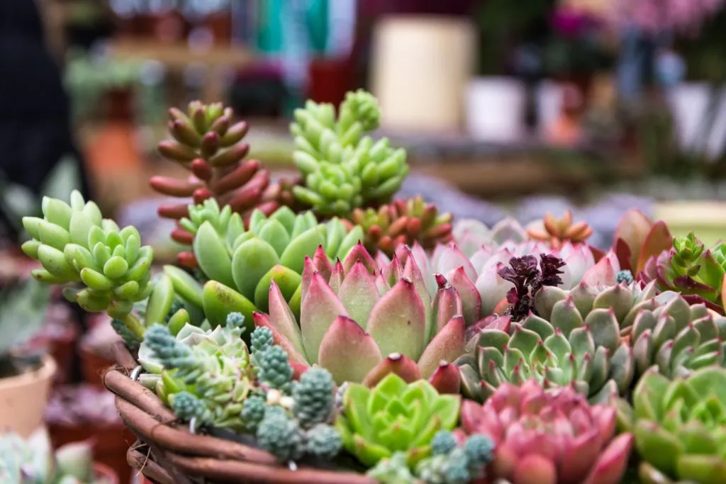 Отворене пријаве за излагаче на Јесењој цветној пијаци у Апатину